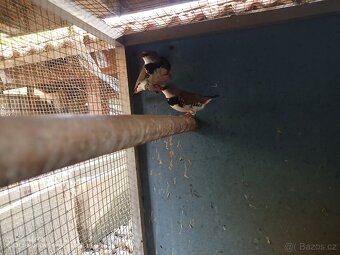 Amadina Diamantova. - 5