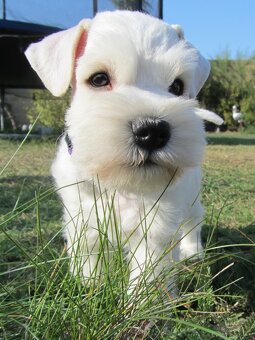 Knírač malý bílý s PP - CHS Švarcava - 5