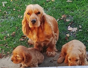 Anglický kokršpaněl - pes a fenka - 5