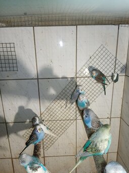 Andulka - andulky - 5