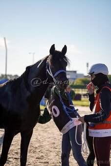 Equanadi-arabsky zrebec - 5