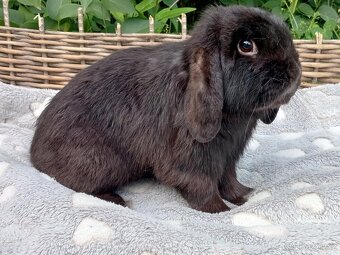 Černý 8 měsíční Sameček MiniLop -( Chov / Mazlík ) - 5