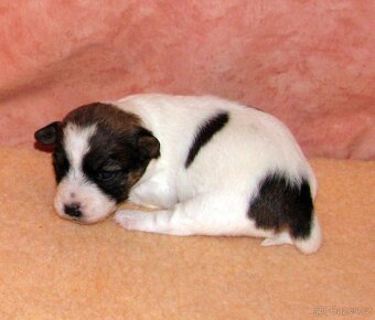 Jack Russell teriér – 4 fenky + 2 pejsci s PP k rezervaci - 5
