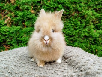 Zakrslý králík, králíček -(lvíček)-TESSIE - 5