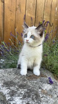 Kocourek plemene Ragdoll - 5