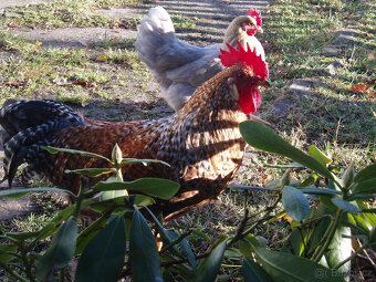 Prodám kohouta do chovu - 5