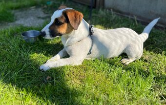 Jack Russell teriér - 5