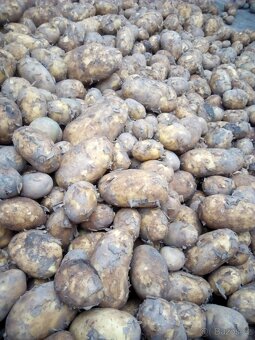CIBULE 15 kč / kg - 5