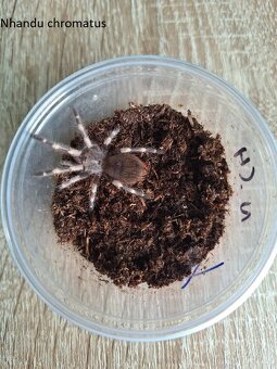 Sklípkani: Acanthoscurria, Brachypelmy, Lasiodora, Nhandu - - 5