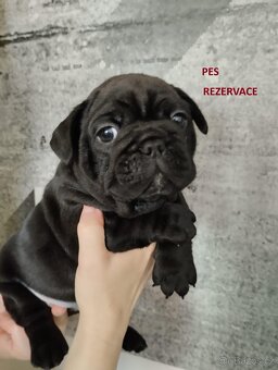 Francouzský buldoček bez PP - 5