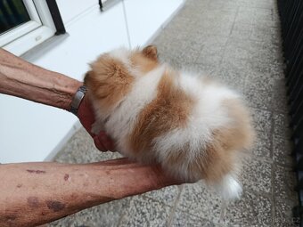 Pomeranian - 5
