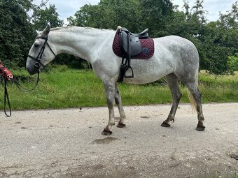 Kladrubská kobyla - 5