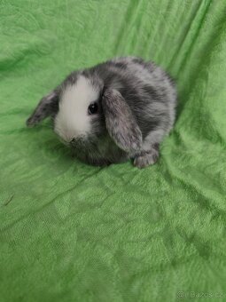 Vymazlení zakrslí králíčci - minilop, beranek, teddy - 5