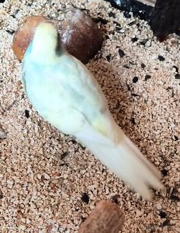 Kakariki rudočely - 5