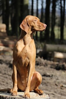 Maďarský ohař s PP  - vizsla - 5