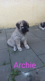 Kangal štěňata - 5
