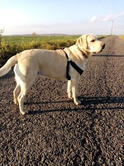 Labrador retrívr - bílé štěňátka bez PP - 5