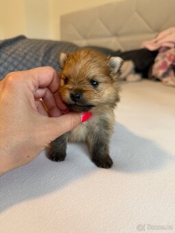 Pomeranian s PP FCI - 5