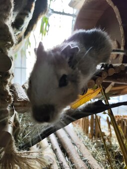 Prodej - osmák degu a klec - 5