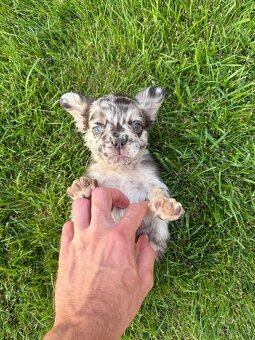 Francouzsky buldoček merle fluffy psík - 5