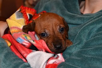Rhodeský Ridgeback - štěňátka s PP - 5