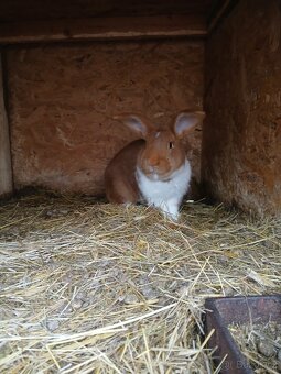 Meklenburský strakáč červeny - 5