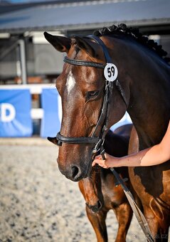 Kvalitní březí chovná klisna - 5