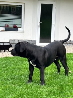 American Bully XL - 5