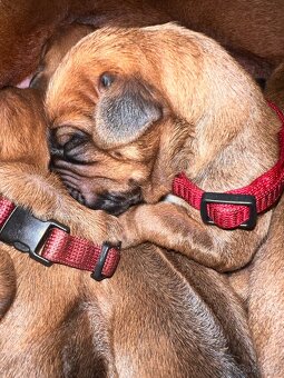 Štěně Rhodéský Ridgeback s PP - 5