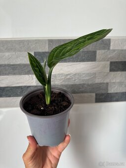 Monstera PERU Karstenianum - 5