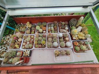 Kaktusy - 5
