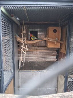 Rosela Gold mantel 0.1 - 5