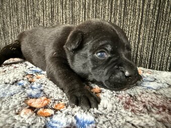 Stafordšírský bulteriér s PP - 5