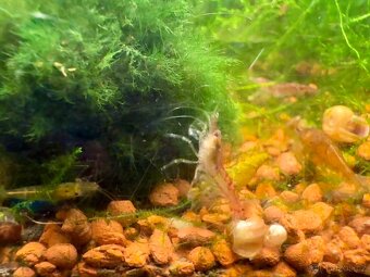 Krevetky akvarijní - 5