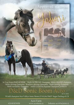 Minihorse - miniaturní kůň letošní hřebeček - 5