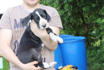 Nemecka doga - 5