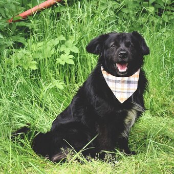 Cooper hledá domov - 5