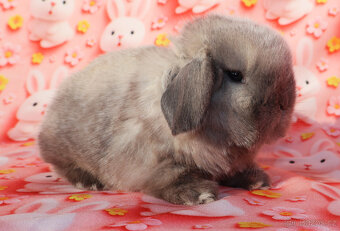 MiniLop beránci - 5