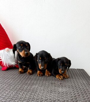 Jezevčík hladkosrstý trpasličí bez PP - 5