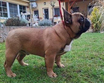 Francouzsky buldoček s PP - psík - 5