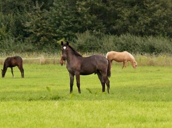 Orchid’s - pony B do sportu - 5