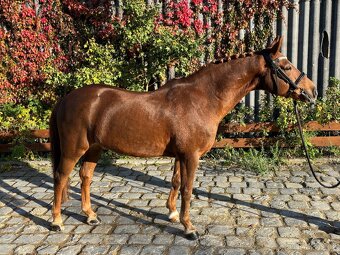 Pony do sportu - 5