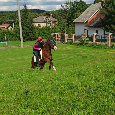 Welsh Mountain Pony A - 5