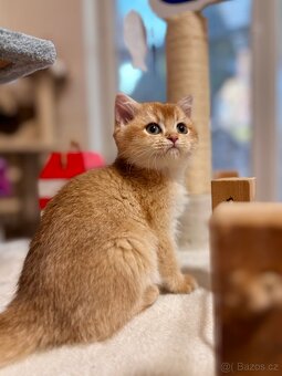 Luxusní zlata britská činčila koťata s PP pro chov - 5