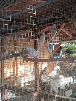 Končím s chovem - 5