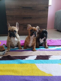 Francouzský buldoček - 5