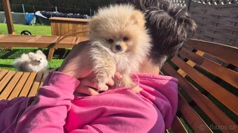 Pomeranian Creme - čistokrevný kluk - 5