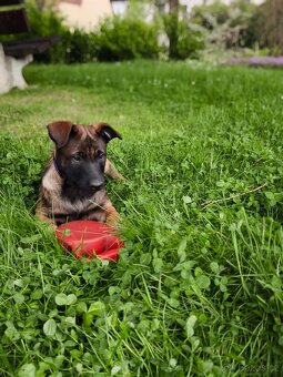 Belgický ovčák malinois - 5