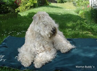 Irish soft coated wheaten terrier - ŠTĚŇATA PRODEJ - 5