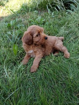 Maltipoo,maltipo - 5